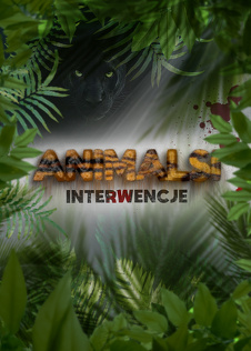 Animalsi - Interwencje - program online Animalsi - Interwencje - program online