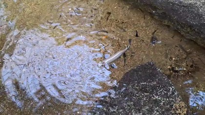 Palmiarnia Poznań 4 marca 2025j