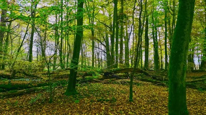 Relaks 4K w Oak Forest; Ptaki i cisza natury (z dala od hałasu)