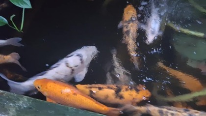 Palmiarnia Poznań 4 marca 2025c