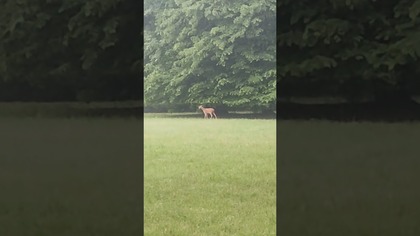 Dziki zwierz w Opolu.  #polska #poland #animals #opole #zwierzęta #vlog