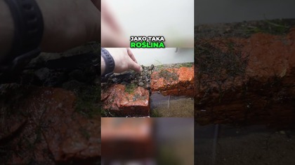 Eleocharis Vivipara niby trudna roslina a tu ...