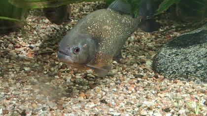 Palmiarnia Poznań 4 marca 2025b