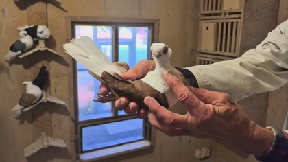 Zbigniew Łoboda - Mewka Polska - Prezentacja Gołębi Ozdobnych - Rok 2025 - Wspaniala hodowla!