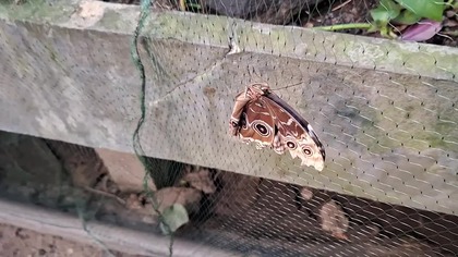 Palmiarnia Poznań 4 marca 2025i