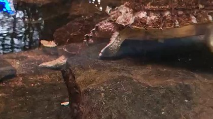 Palmiarnia Poznań 4 marca 2025d