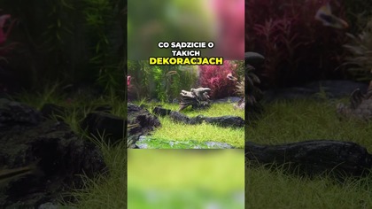 Akwarium Roślinne Dekoracje, Smoki i Woda Kranowa!