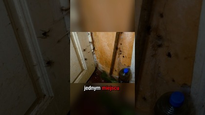 Nie dla ludzi o słabych nerwach  Całość na kanale #shorts #pajak #urbex #straszne