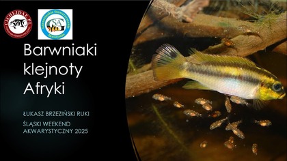 Barwniaki klejnoty Afryki.