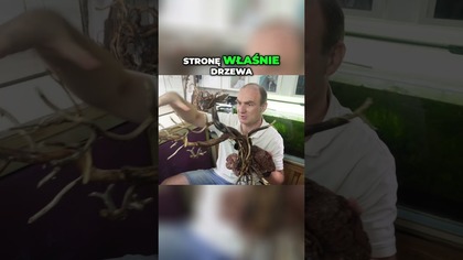 Ciekawa aranzacja akwarium