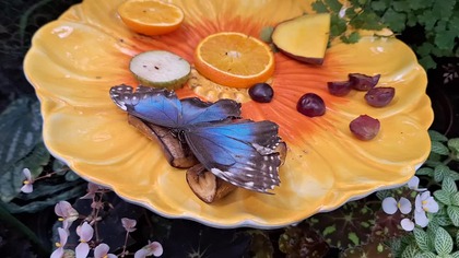 Palmiarnia Poznań 4 marca 2025h