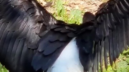 Bocian czarny #short #shorts