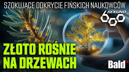 ZŁOTO ROŚNIE NA DRZEWACH! SZOKUJĄCE ODKRYCIE NAUKOWCÓW W FINLANDII