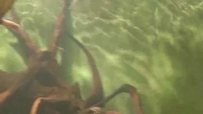 Palmiarnia Poznań 4 marca 2025a