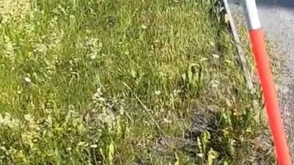 Szwedzkie tyczki drogowe.  #autostop #travelvlog #travel #vlog #podróże #sweden #europe #roadtrip