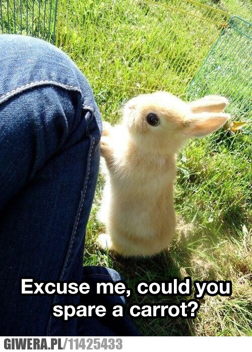 marchewka,królik