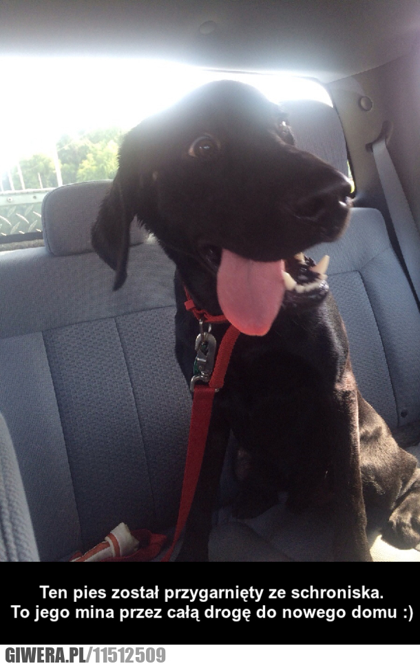 Przygarnąć Zwierzaka