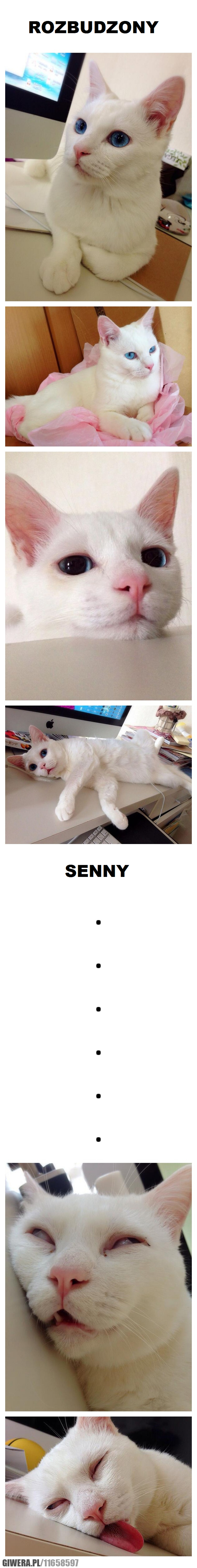 koteły wszystkie takie są