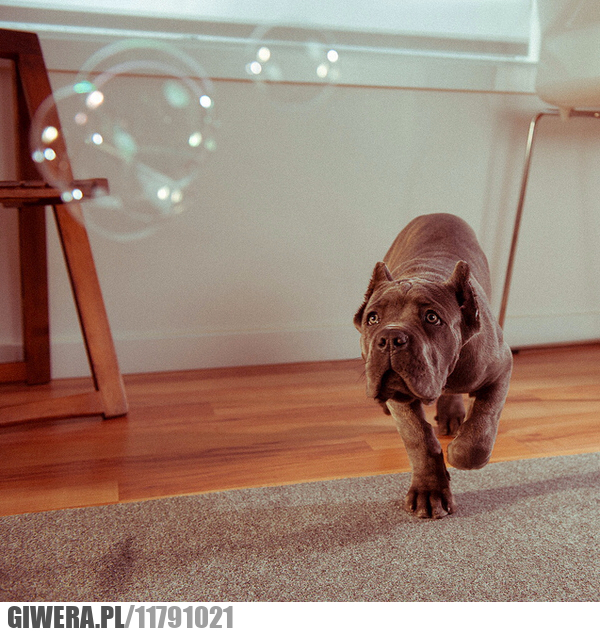 bańki mydlane, pies, bańki