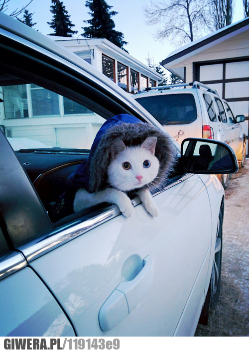 kot,kaptur,auto,jazda