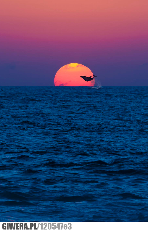 Delfin,Zachód słońca,morze,
