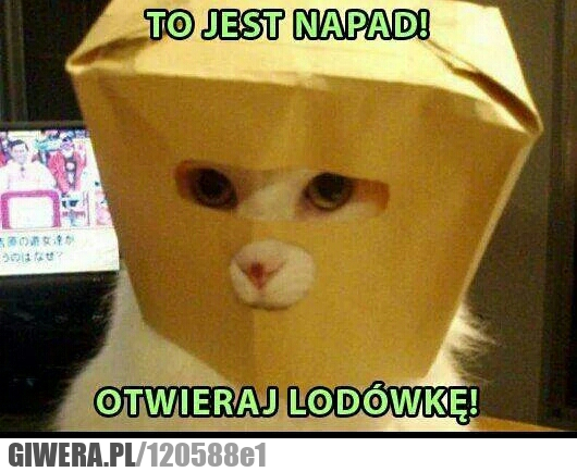 Napad,lodówka,kot,torba na głowę,