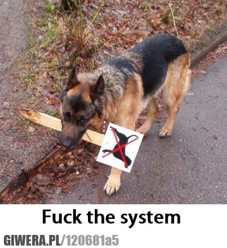 pies,znak,fuck the system