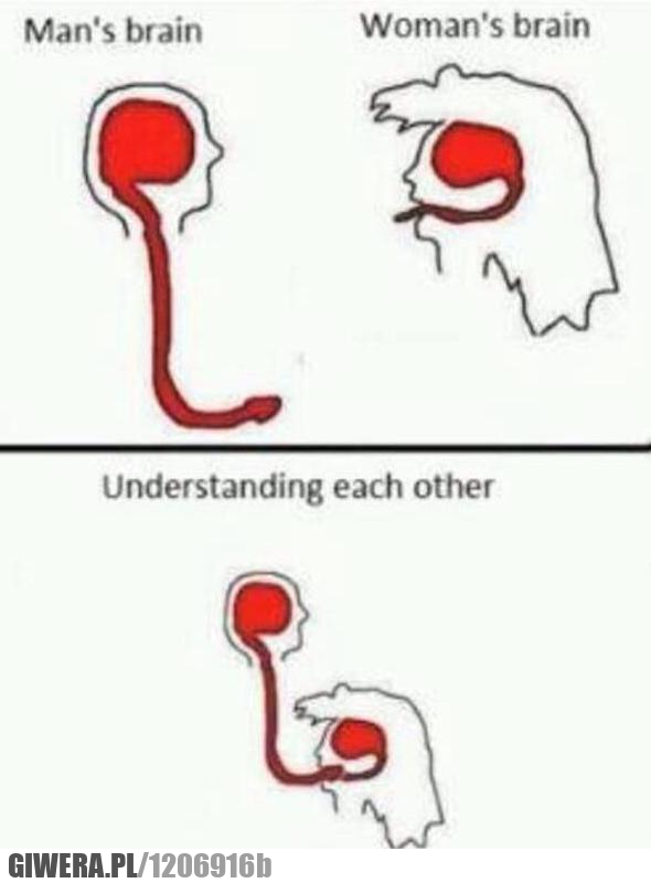 Mózg,penis,Mózg kobiety,Mózg mężczyzny,