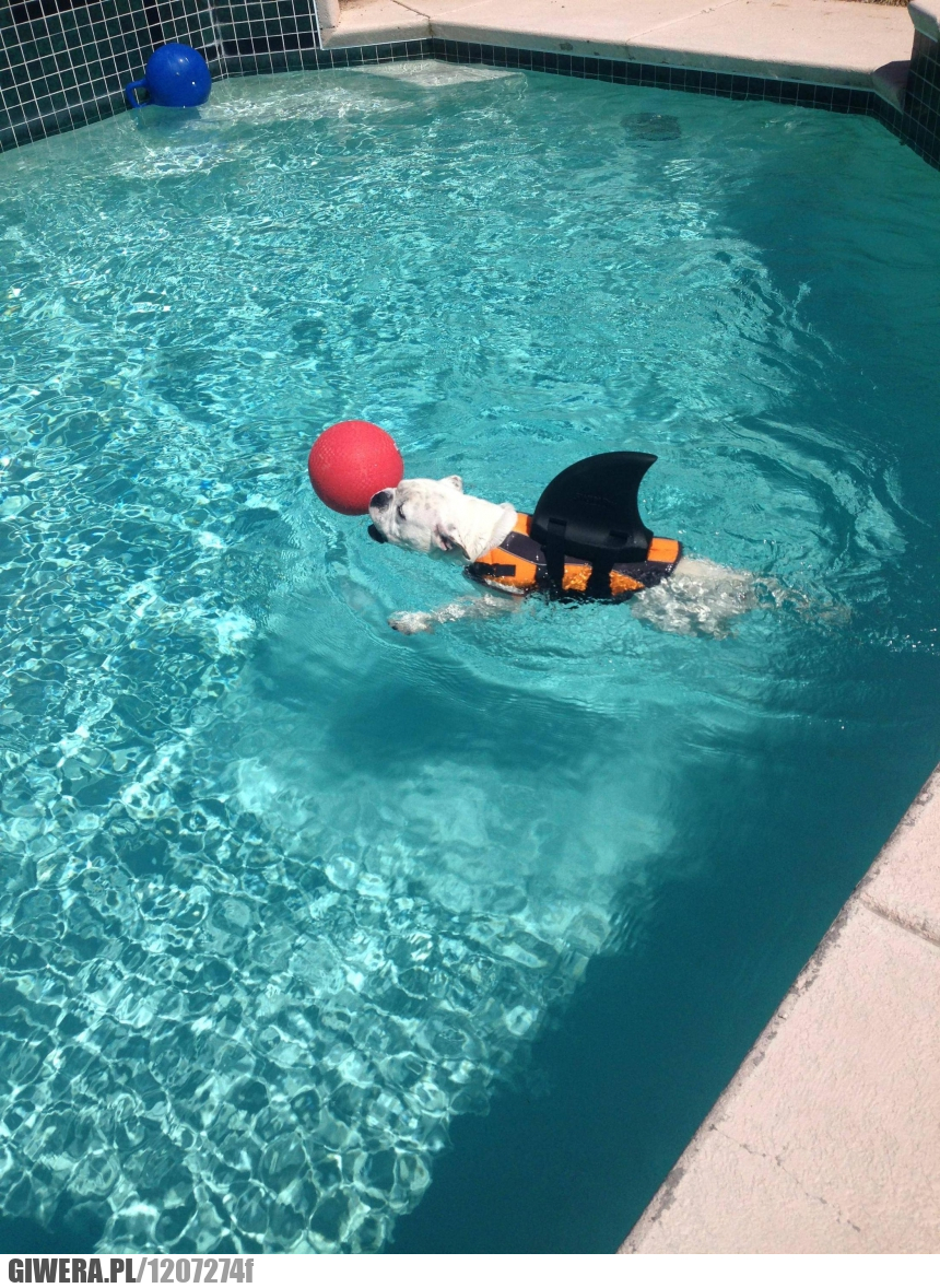 Pies,rekin,buldog,basen