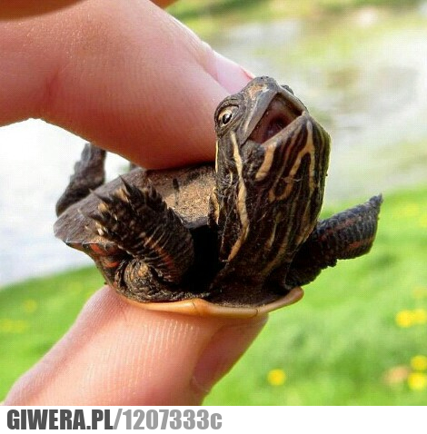 Mały żółw,żółw,latanie,