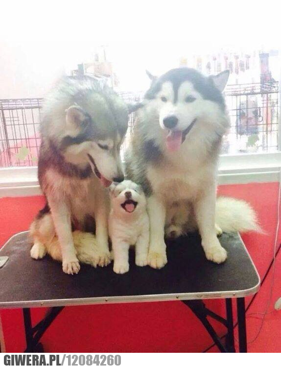 rodzinka,husky,szczeniak