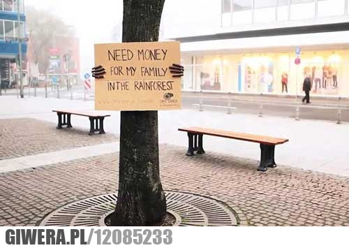 las deszczowy,drzewo