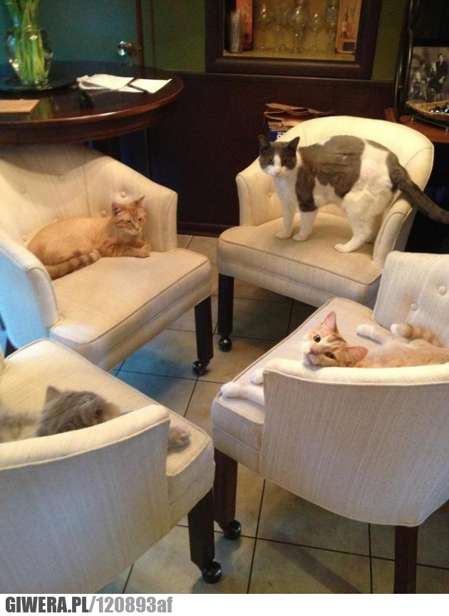 Koty,zebranie,kot,fotel,