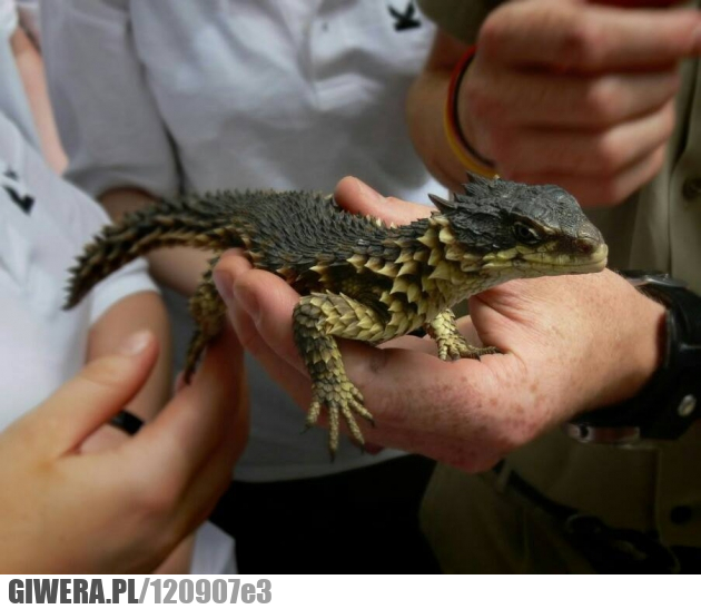 Małe smoki,smok,Szyszkowiec olbrzymi,Smaug giganteus