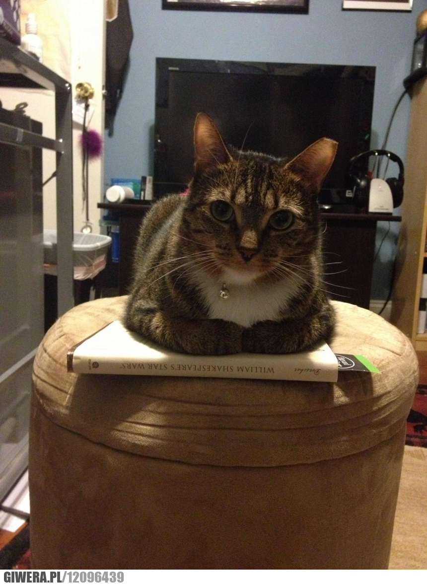 William Shakespeare,Star Wars,kot