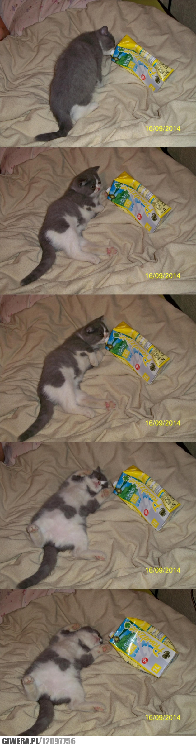 kot, mleko, narkotyki