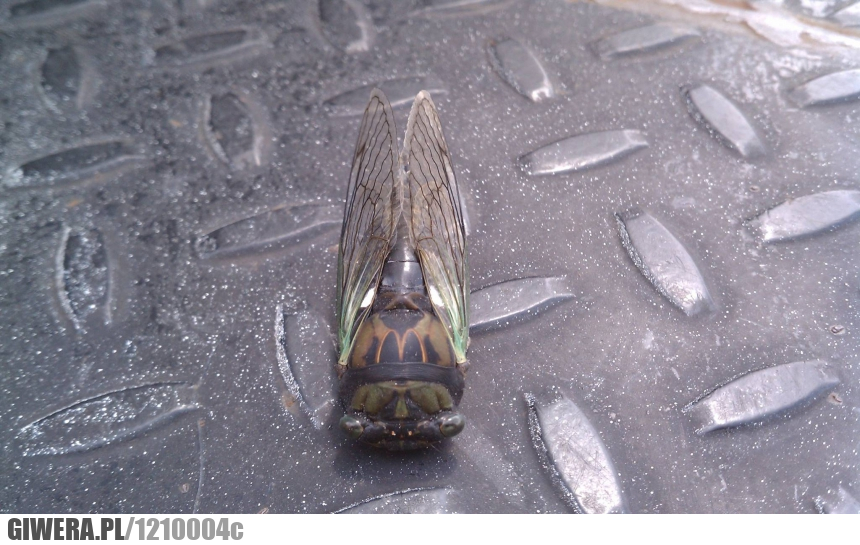 Mucha,McDonald,Logo,