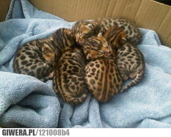 Małe tygrysy,tygrys bengalski,