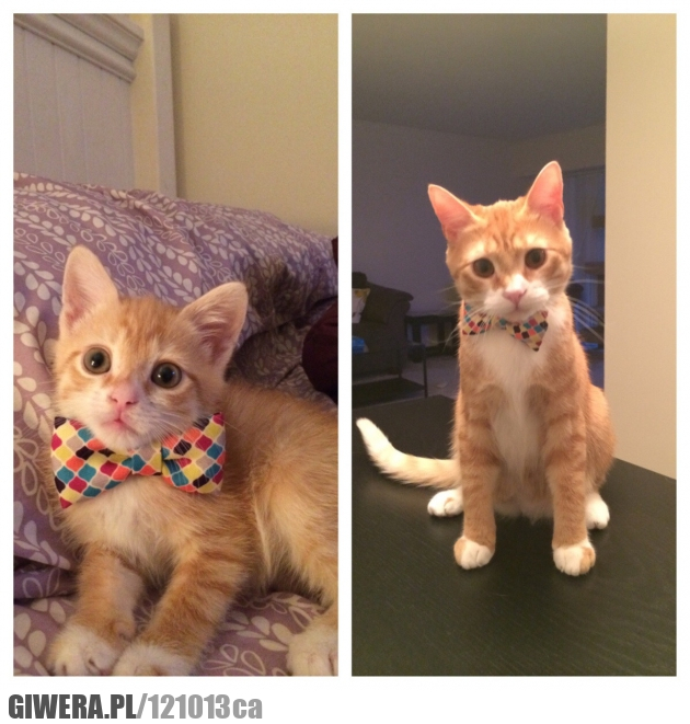 Kot,Mucha,Kot w muszce