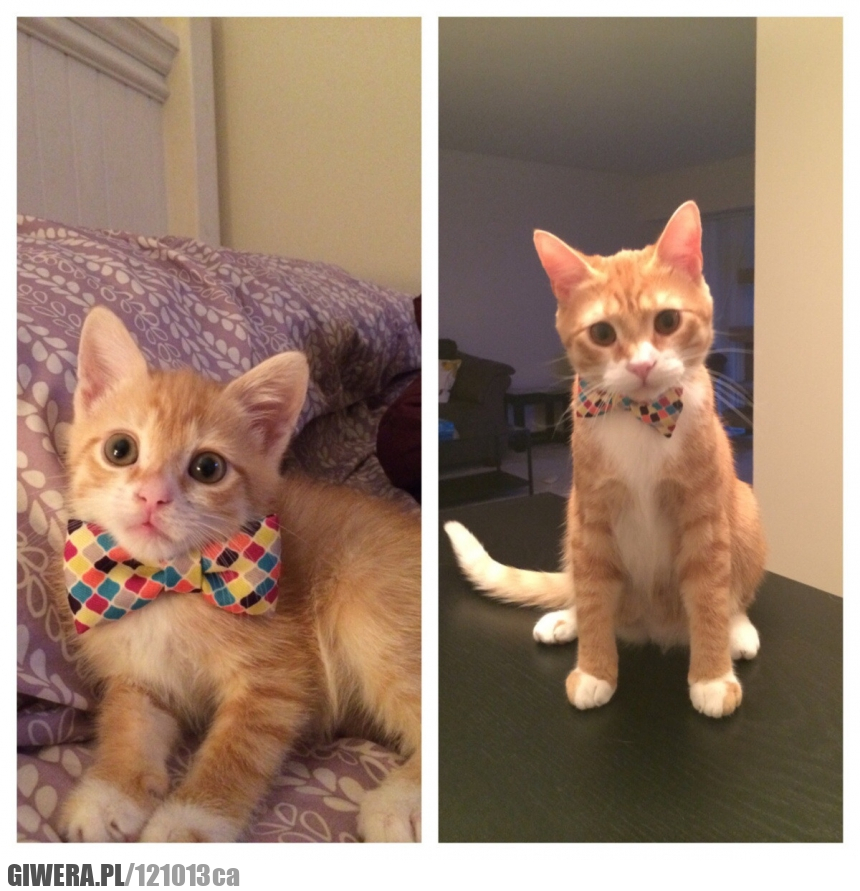 Kot,Mucha,Kot w muszce