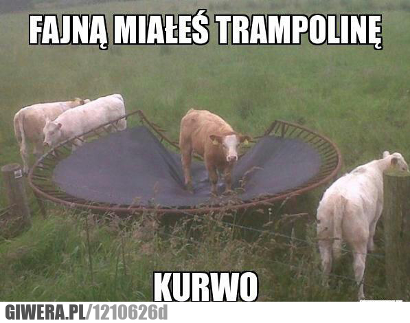 Trampolina,krowa,krowy,