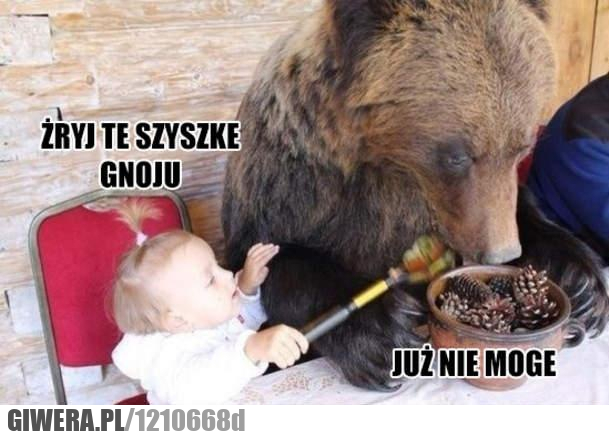 Miś,Niedźwiedź,szyszka,