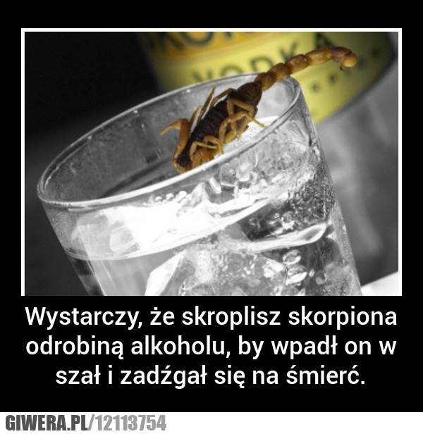 Pijany ,skorpion,alkohol,