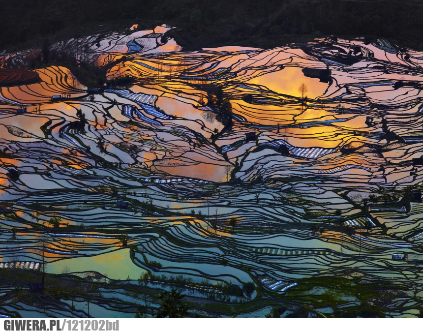 Pole ryżowe,zachód słońca,Japonia