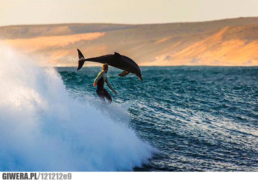 Surfing,delfin,morze,idealny moment