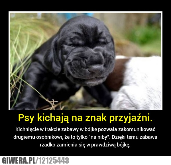 walka,bójka,pies,kichanie,zabawa,