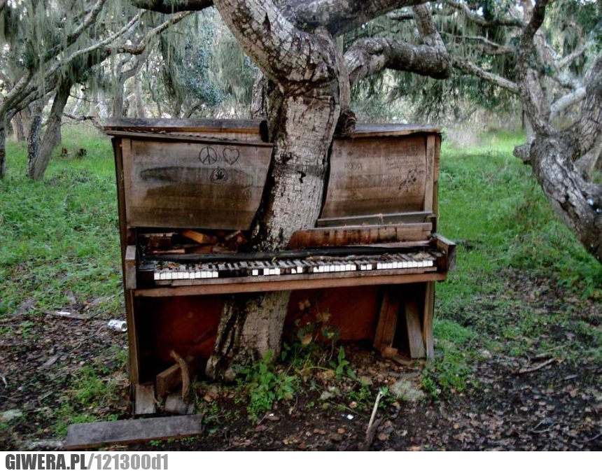 Pianino,Fortepian,Drzewo,natura