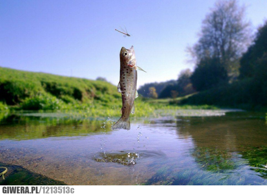 Ryba,Ważka,rzeka