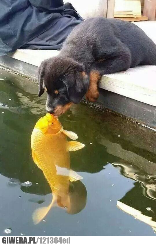 szczeniak,piesek,ryba,rybka,całus,buziak