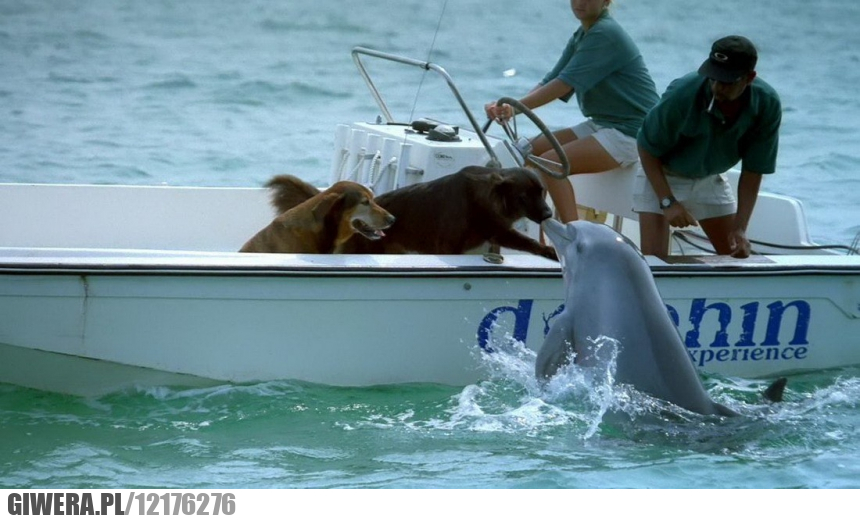 Delfin,całus,pies,łódź